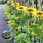 🌻☀️ GIRASOLE SOLARE 50% RABATT! 🌻✨ Lebensechte Blüten, IP65 wasserdicht & automatische Dämmerungssensor (8-12h Leuchtdauer)